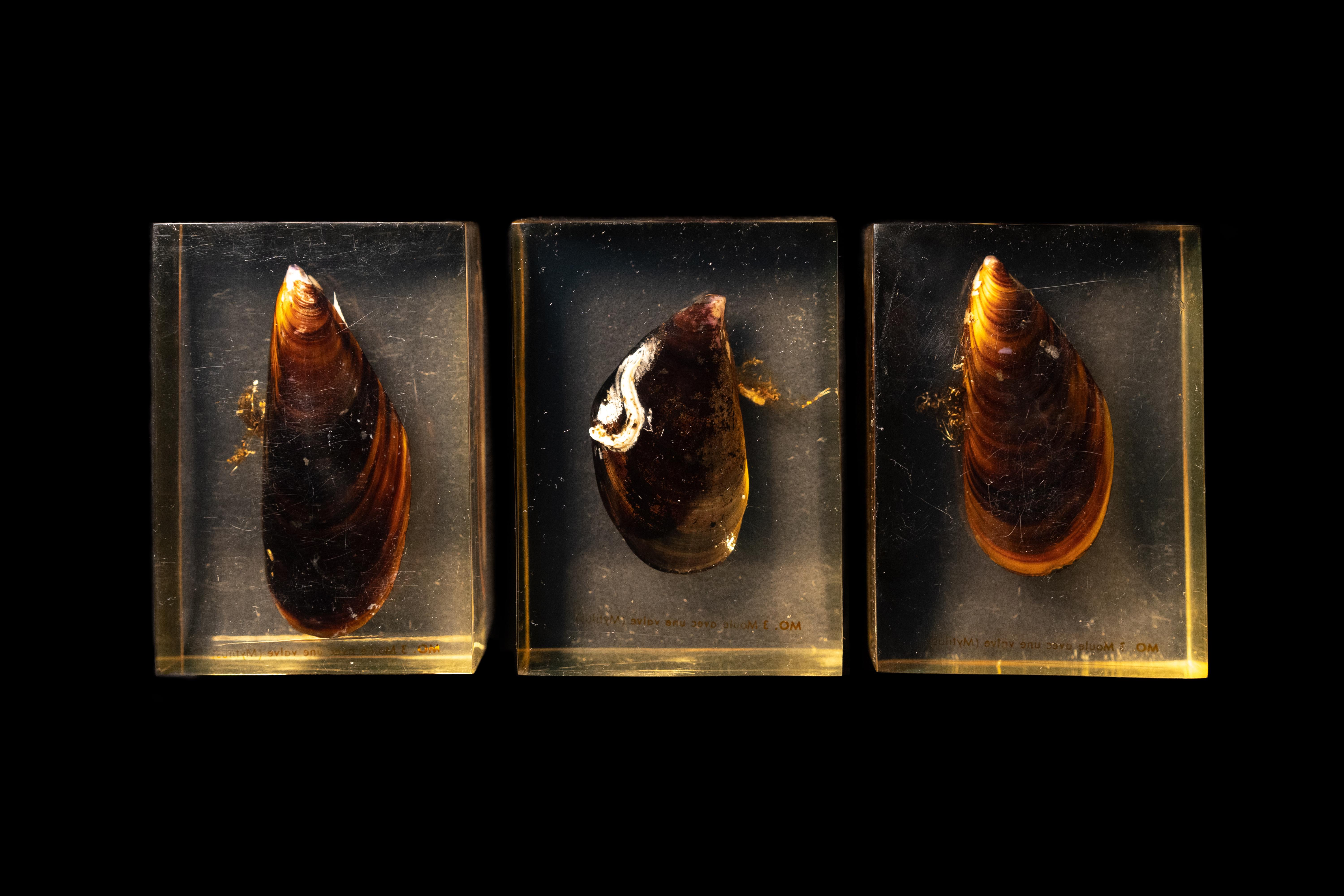 20th Century Pierre Giraudon Set of Three Mussels Encased in Resin For Sale