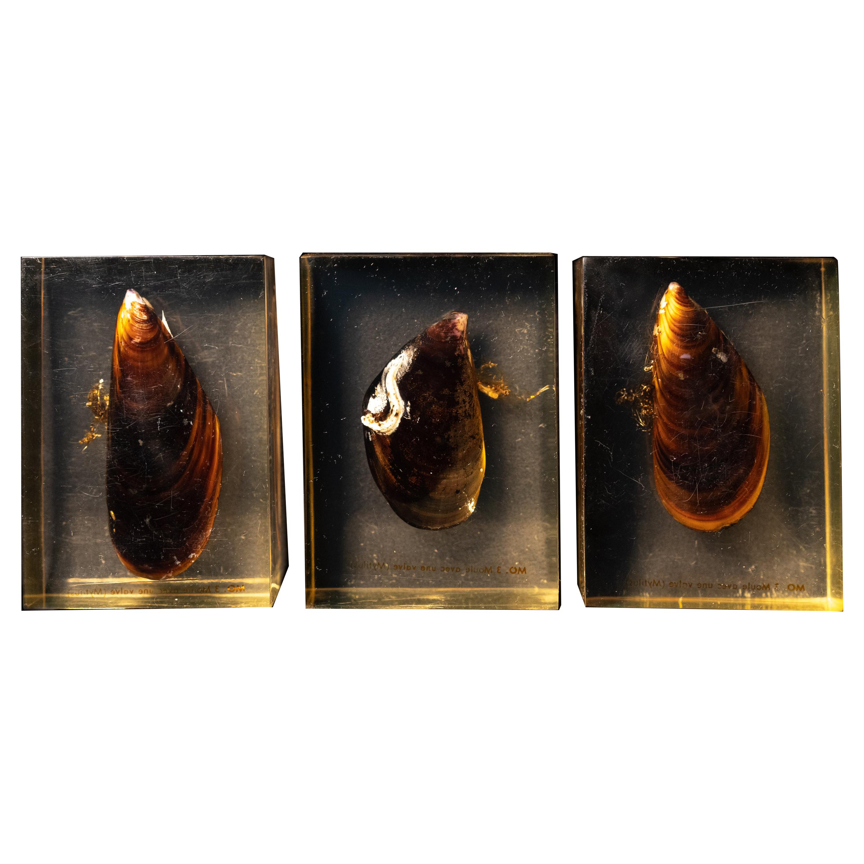 Pierre Giraudon Set of Three Mussels Encased in Resin For Sale
