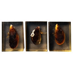 Pierre Giraudon Set of Three Mussels Encased in Resin