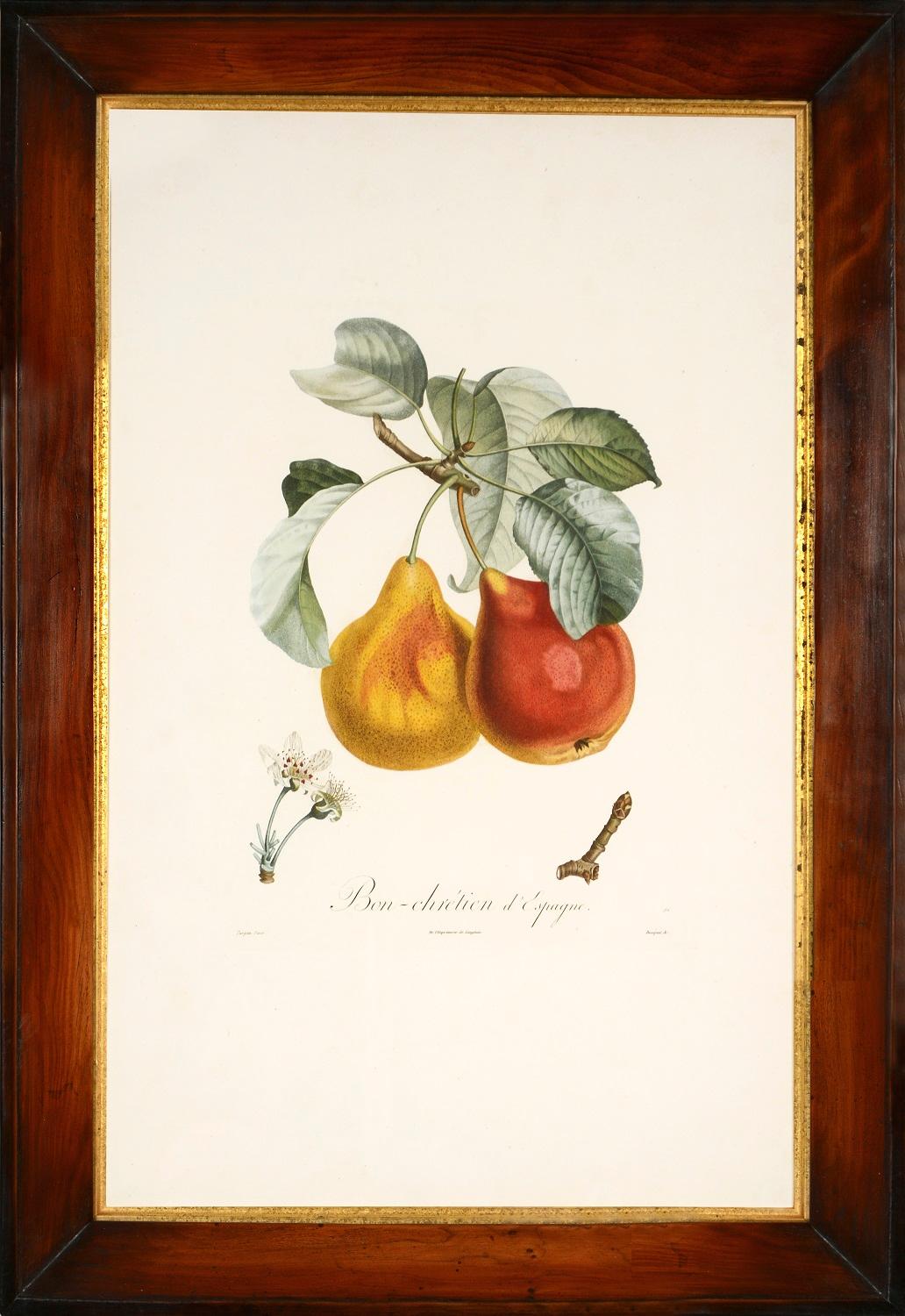 Un groupe de six poires. - Print de TURPIN, P[ierre Jean Francois]