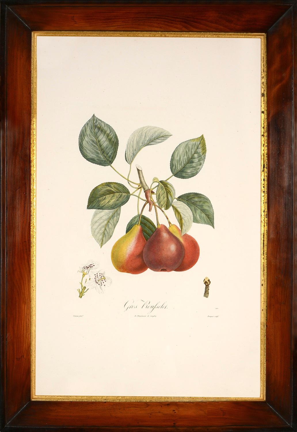 Un groupe de six poires. - Naturalisme Print par TURPIN, P[ierre Jean Francois]