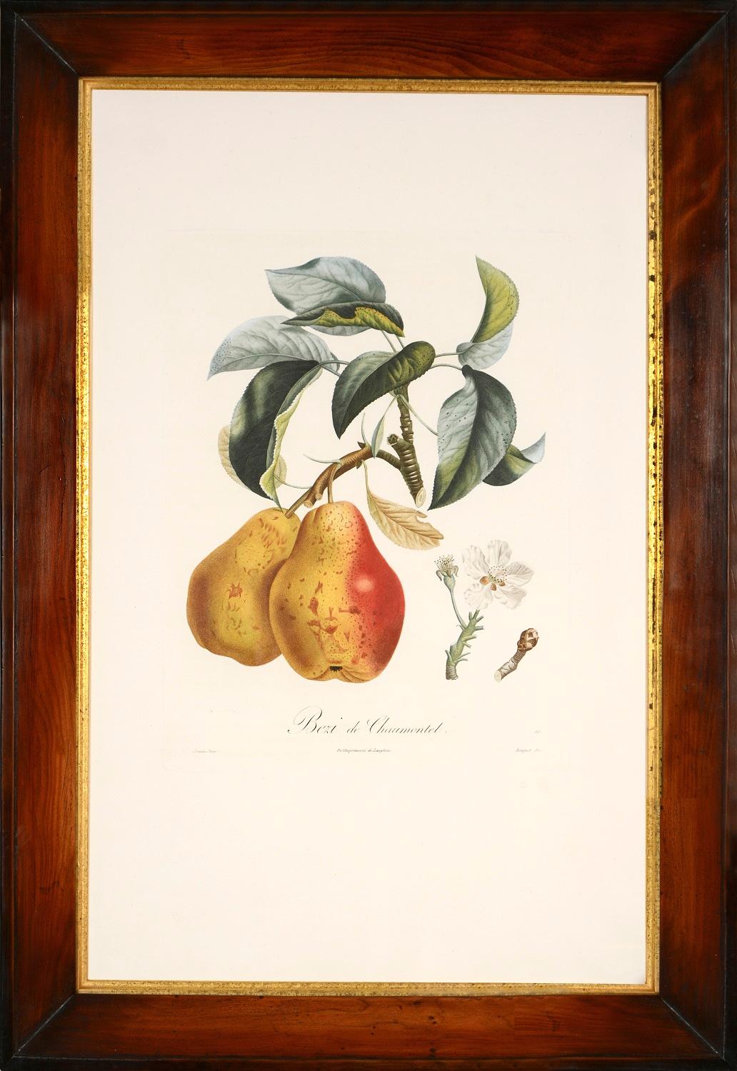 Un groupe de six poires. - Blanc Still-Life Print par TURPIN, P[ierre Jean Francois]