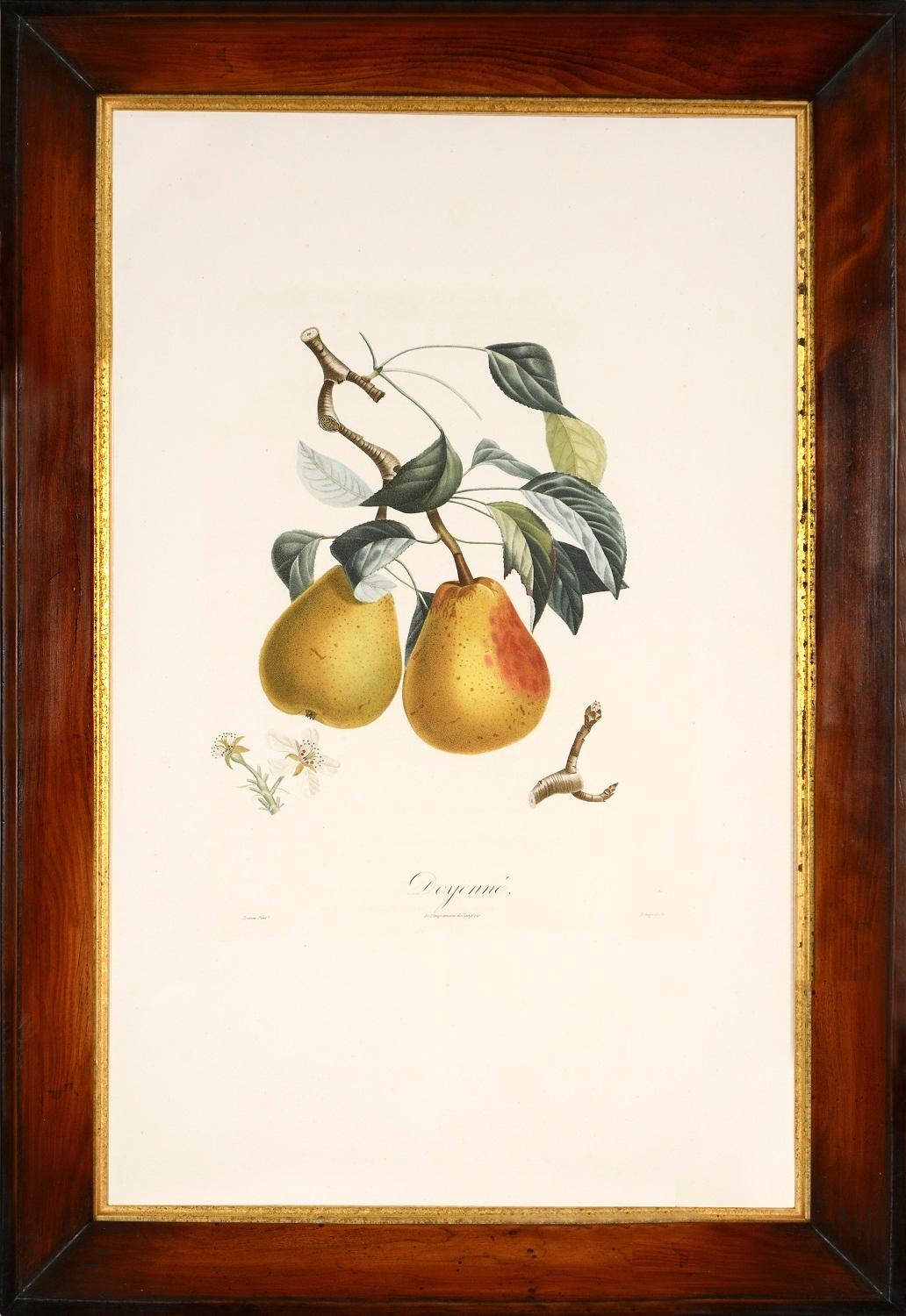  A Group of Six Pears. - Naturalistic Print by TURPIN, P[ierre Jean Francois]