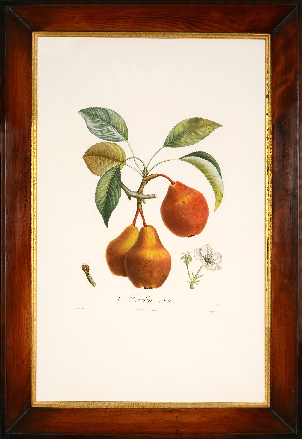  A Group of Six Pears. - White Still-Life Print by TURPIN, P[ierre Jean Francois]