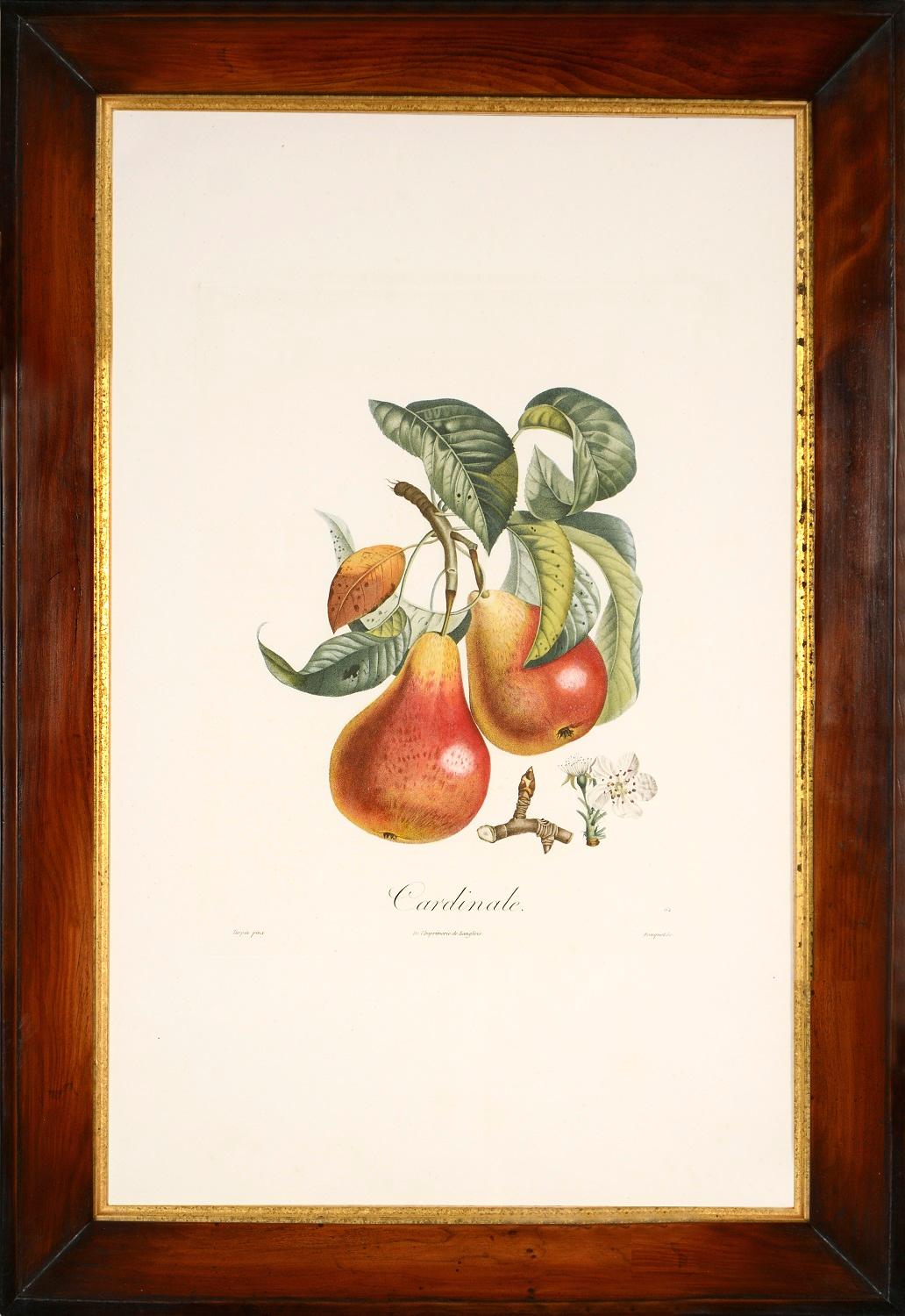 TURPIN, P[ierre Jean Francois] Still-Life Print -  A Group of Six Pears.