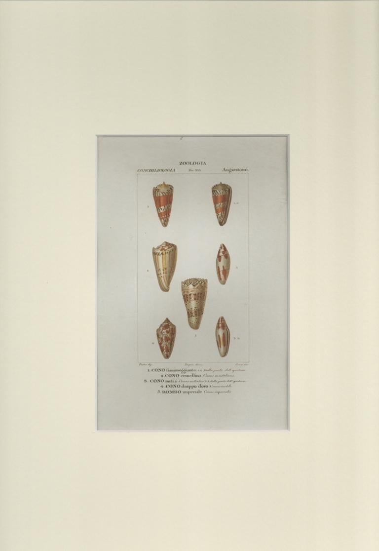 Angiostomatida – Radierung von Jean Francois Turpin-1831 – Print von TURPIN, P[ierre Jean Francois]