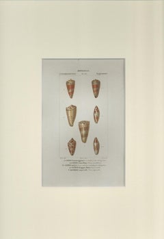 Angiostomatida - Etching by Jean Francois Turpin-1831