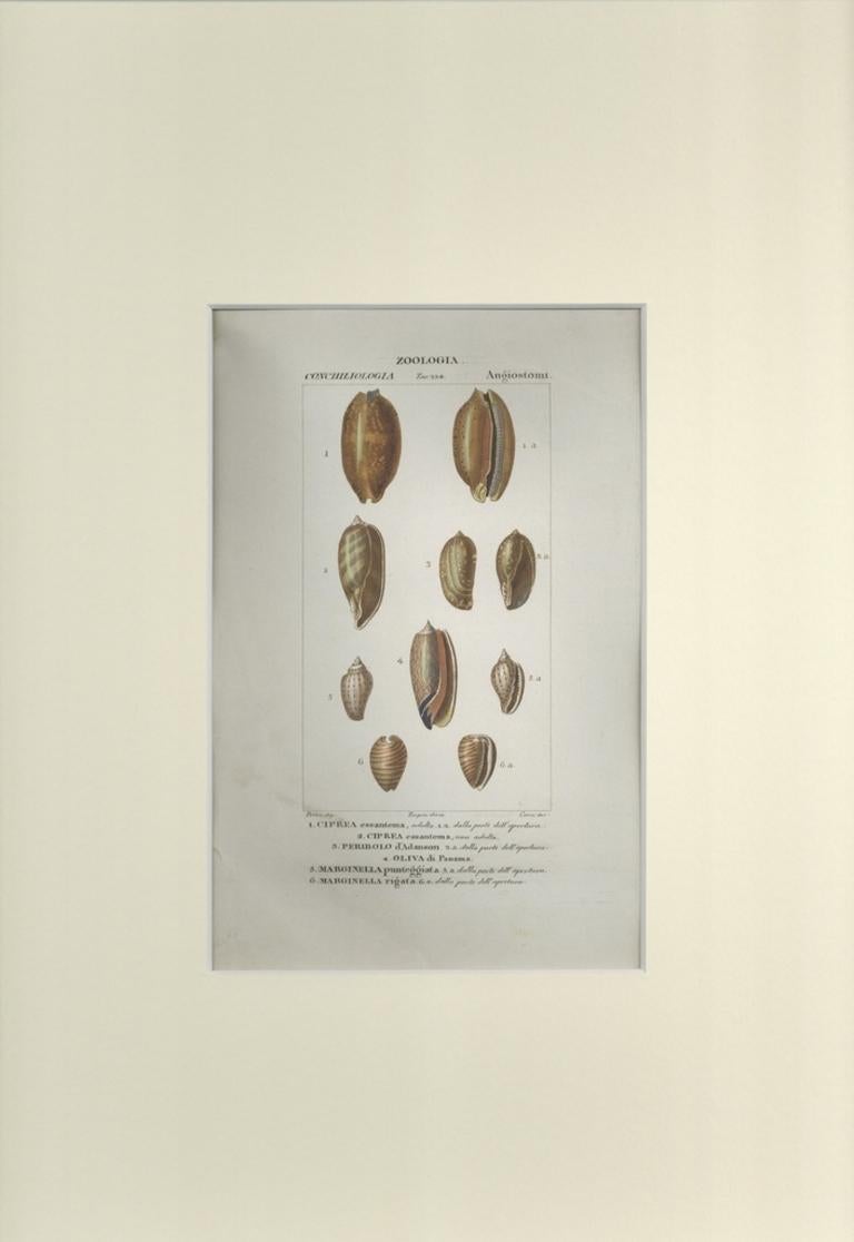 Angiostomatida - Gravure de Jean Francois Turpin-1831 - Print de TURPIN, P[ierre Jean Francois]