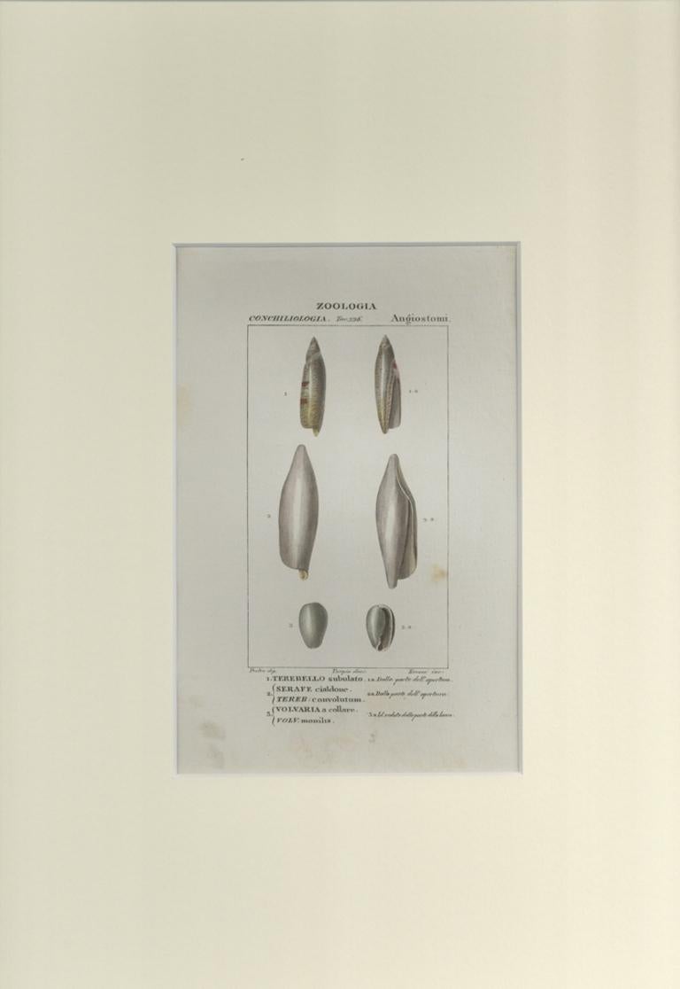 Angiostomatida - Gravure de Jean Francois Turpin-1831 - Print de TURPIN, P[ierre Jean Francois]