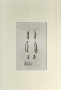 Angiostomatida - Etching by Jean Francois Turpin-1831