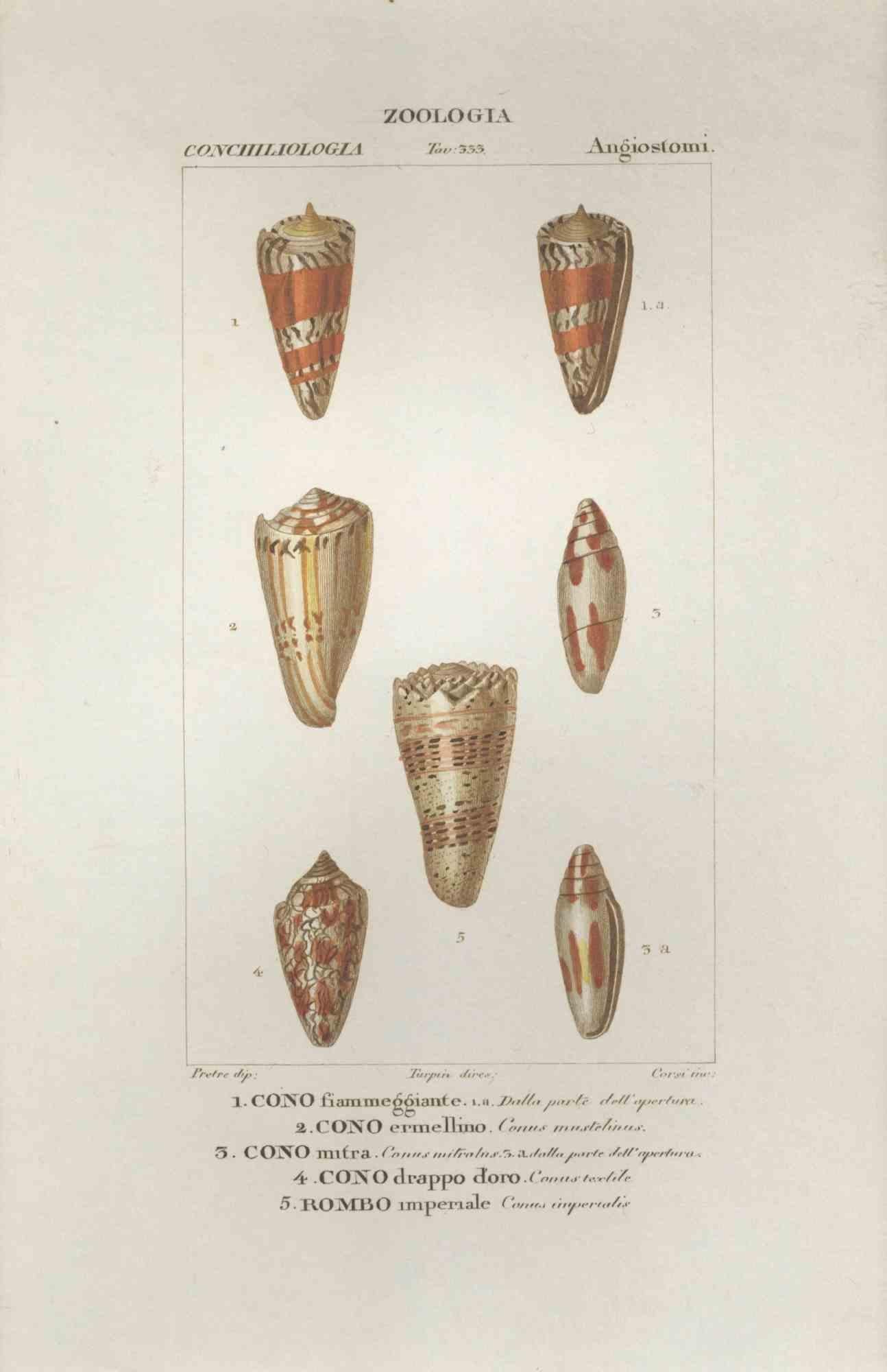 TURPIN, P[ierre Jean Francois] Figurative Print – Angiostomatida – Radierung von Jean Francois Turpin-1831