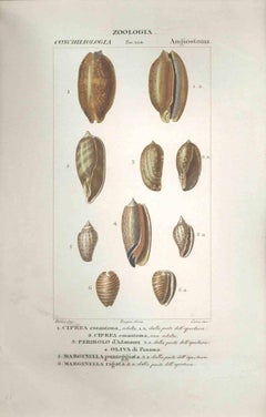 Angiostomatida – Radierung von Jean Francois Turpin-1831