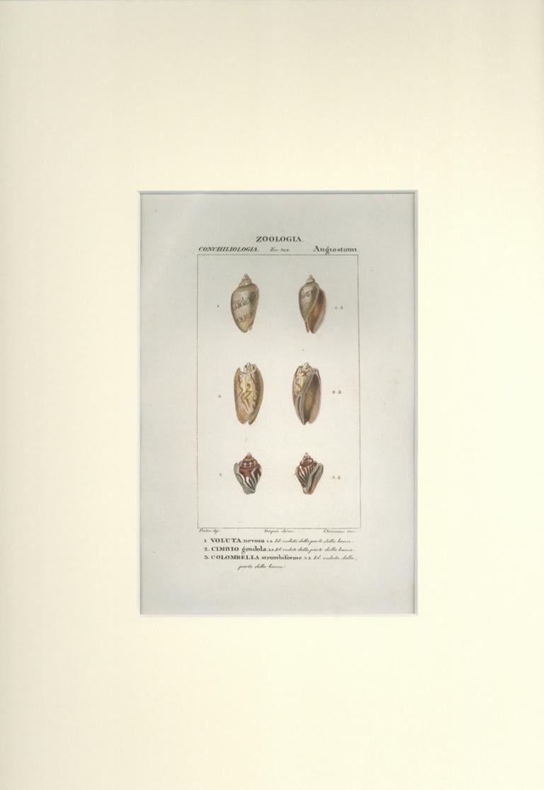 Angiostomatidae - Gravure de Jean Francois Turpin (1831) - Print de TURPIN, P[ierre Jean Francois]