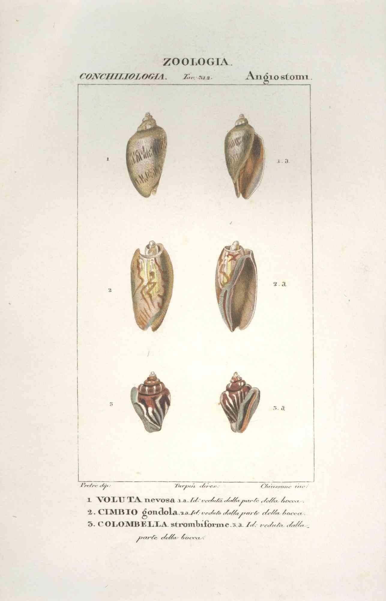 Figurative Print TURPIN, P[ierre Jean Francois] - Angiostomatidae - Gravure de Jean Francois Turpin (1831)