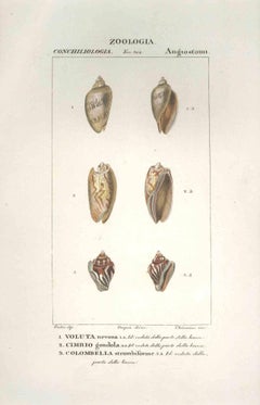 Angiostomatidae – Radierung von Jean Francois Turpin-1831