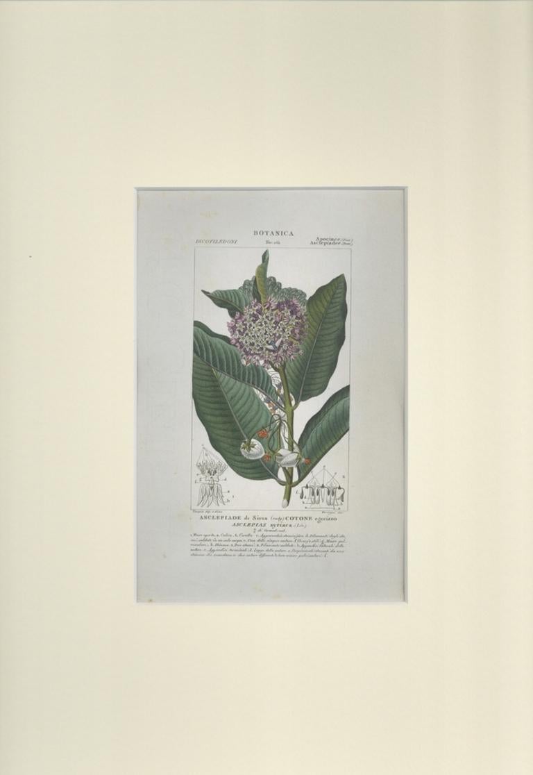 Apocinee - Etching by Jean Francois Turpi - 1831 - Print by TURPIN, P[ierre Jean Francois]