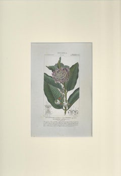 Apocinee - Etching by Jean Francois Turpi - 1831