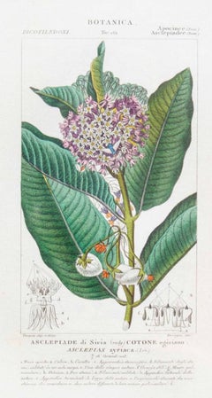 Apocinee - Etching by Jean Francois Turpi - 1831