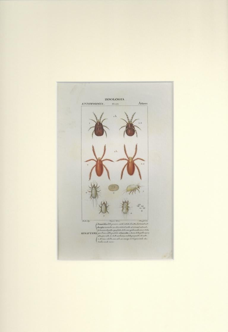 Apterous – Radierung von Jean Francois Turpin-1831 – Print von TURPIN, P[ierre Jean Francois]
