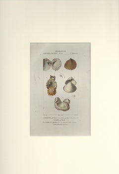 Camacee - Etching by Jean Francois Turpin-1831