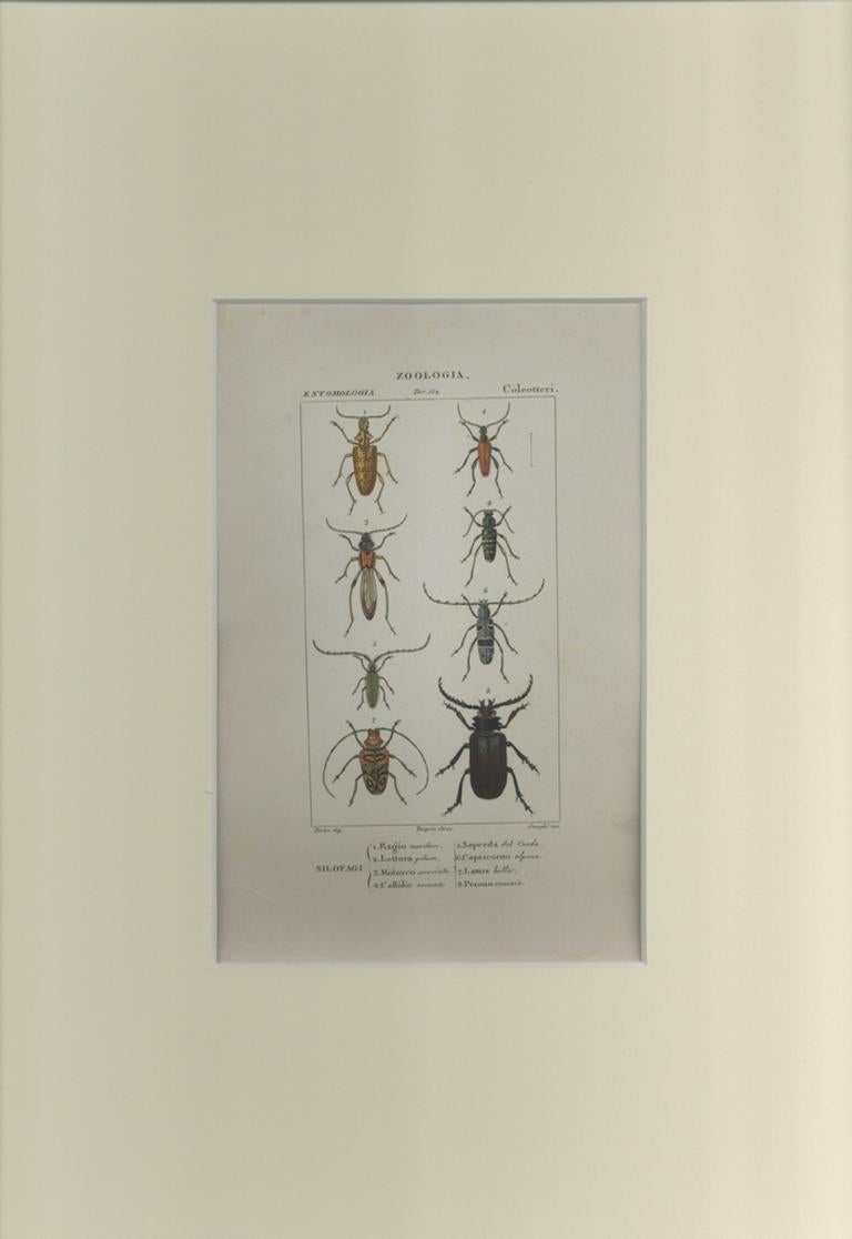 Coleoptera - Etching by Jean Francois Turpin - 1831 - Print by TURPIN, P[ierre Jean Francois]