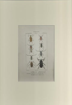 Coleoptera - Etching by Jean Francois Turpin - 1831