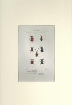 Coleoptera -Etching by Jean Francois Turpin - 1831