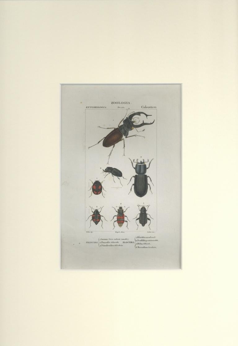 Coleoptera – Radierung von Jean Francois Turpin-1831 – Print von TURPIN, P[ierre Jean Francois]