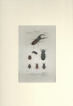 Coleoptera - Etching by Jean Francois Turpin-1831