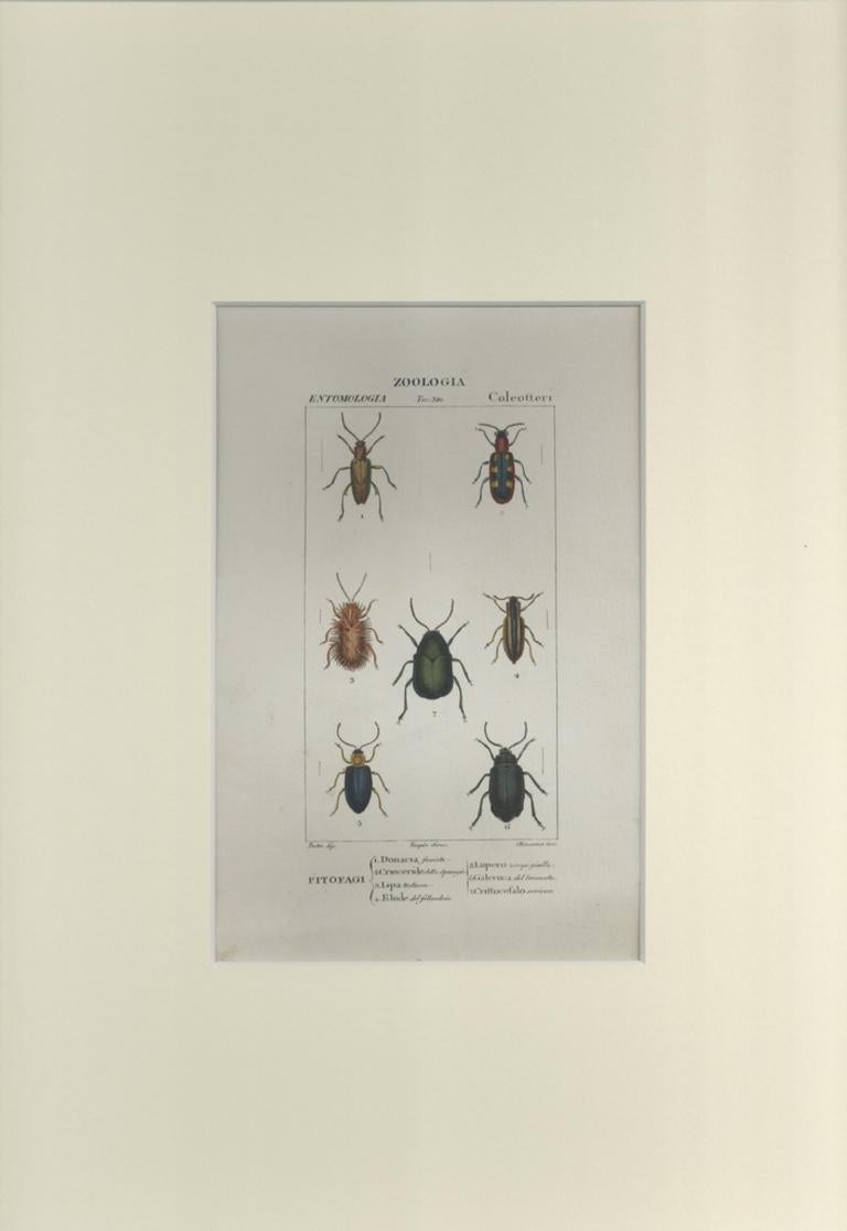Coleoptera - Etching by Jean Francois Turpin-1831 - Print by TURPIN, P[ierre Jean Francois]