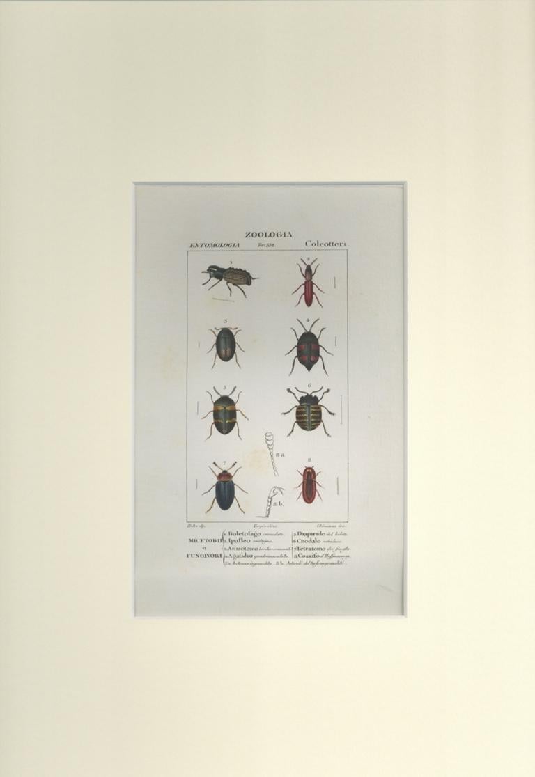 Coleoptera - Etching by Jean Francois Turpin-1831 - Print by TURPIN, P[ierre Jean Francois]