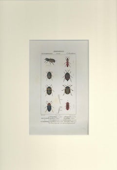 Coleoptera - Etching by Jean Francois Turpin-1831