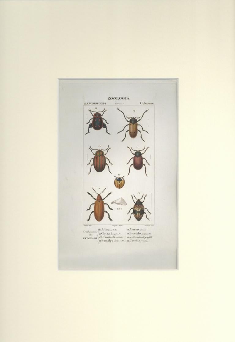 Coleoptera -Etching by Jean Francois Turpin-1831 - Print by TURPIN, P[ierre Jean Francois]