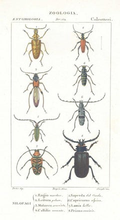 Coleoptera - Etching by Jean Francois Turpin - 1831