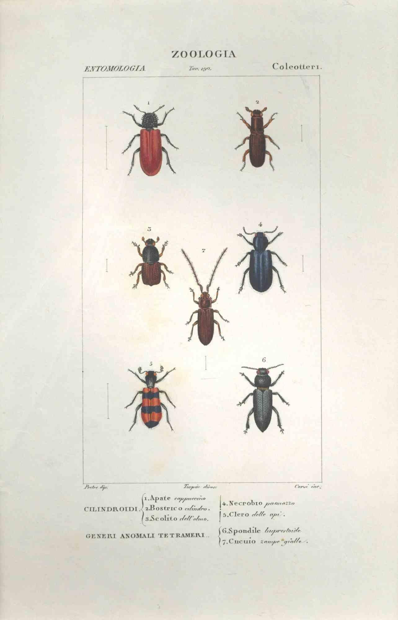 TURPIN, P[ierre Jean Francois] Animal Print - Coleoptera -Etching by Jean Francois Turpin - 1831