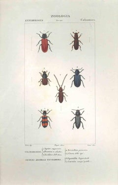 Coleoptera -Etching by Jean Francois Turpin - 1831
