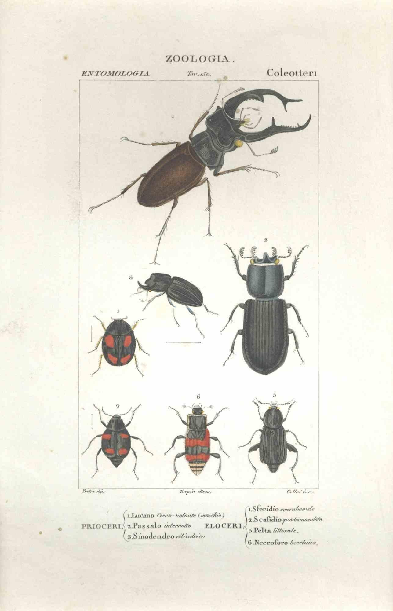 TURPIN, P[ierre Jean Francois] Figurative Print - Coleoptera - Etching by Jean Francois Turpin-1831