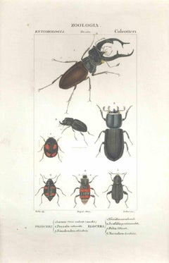 Coleoptera - Etching by Jean Francois Turpin-1831