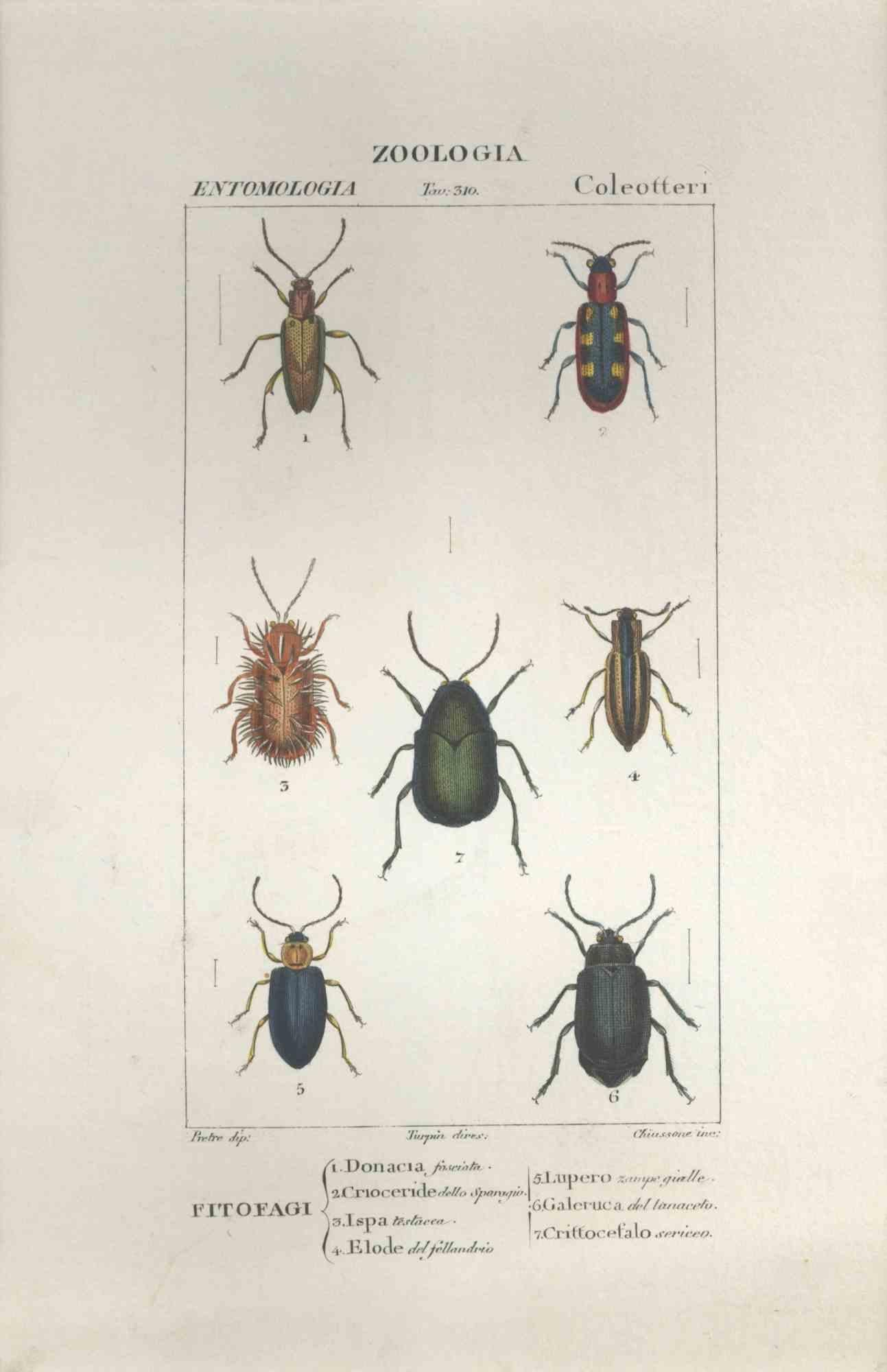 Figurative Print TURPIN, P[ierre Jean Francois] - Coleoptera - Gravure de Jean Francois Turpin-1831
