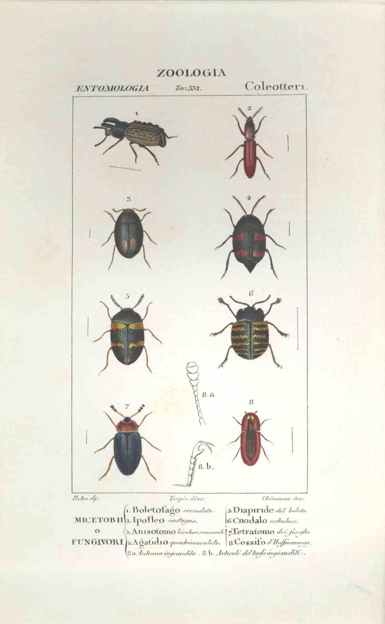 TURPIN, P[ierre Jean Francois] Figurative Print - Coleoptera - Etching by Jean Francois Turpin-1831