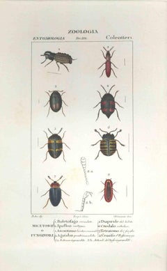 Coleoptera – Radierung von Jean Francois Turpin-1831