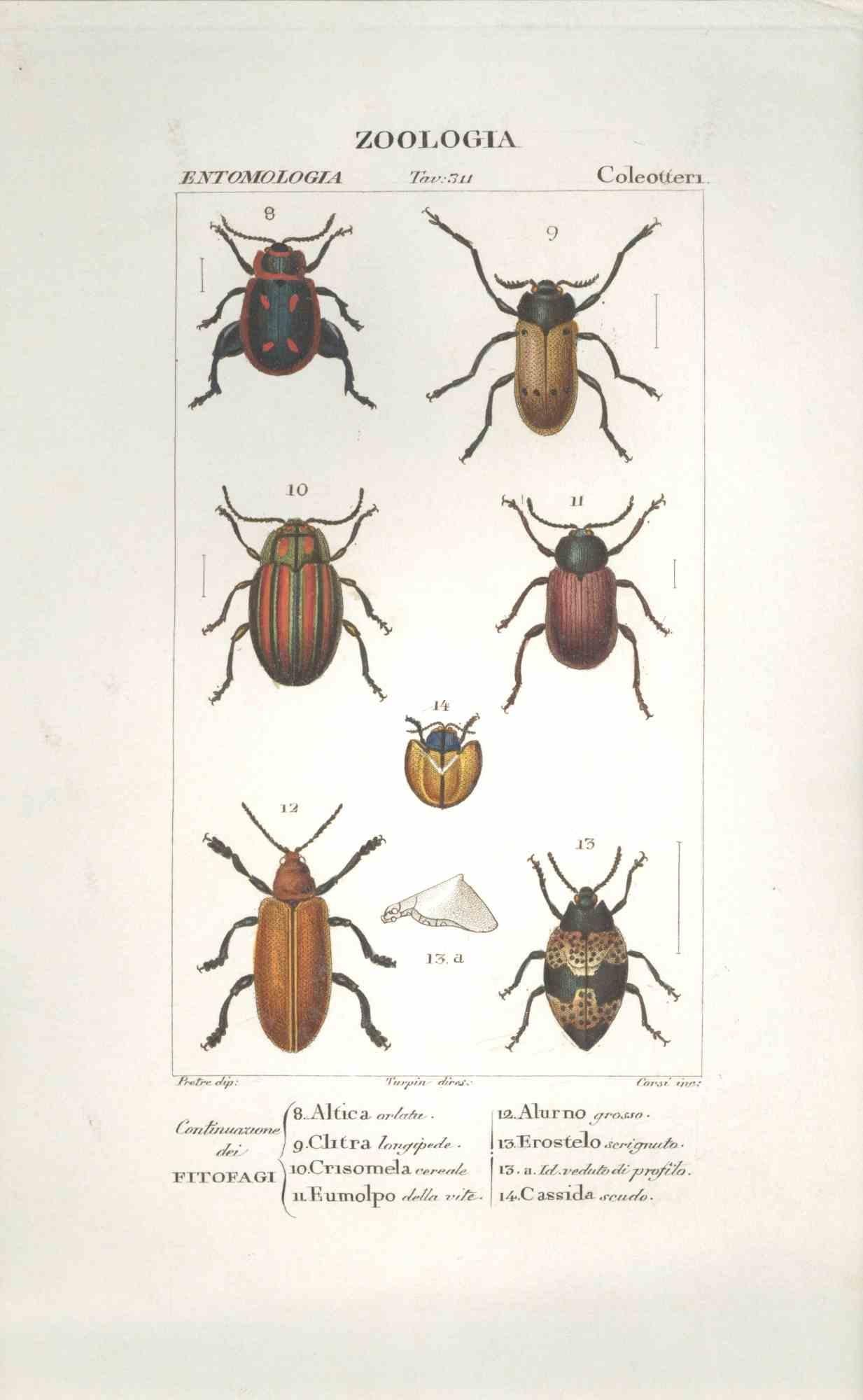 TURPIN, P[ierre Jean Francois] Figurative Print - Coleoptera -Etching by Jean Francois Turpin-1831