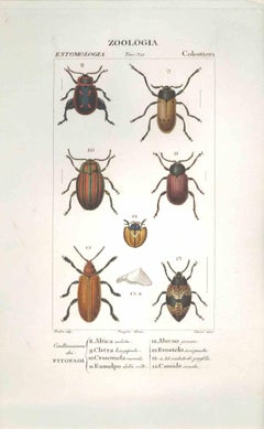 Coleoptera -Etching by Jean Francois Turpin-1831