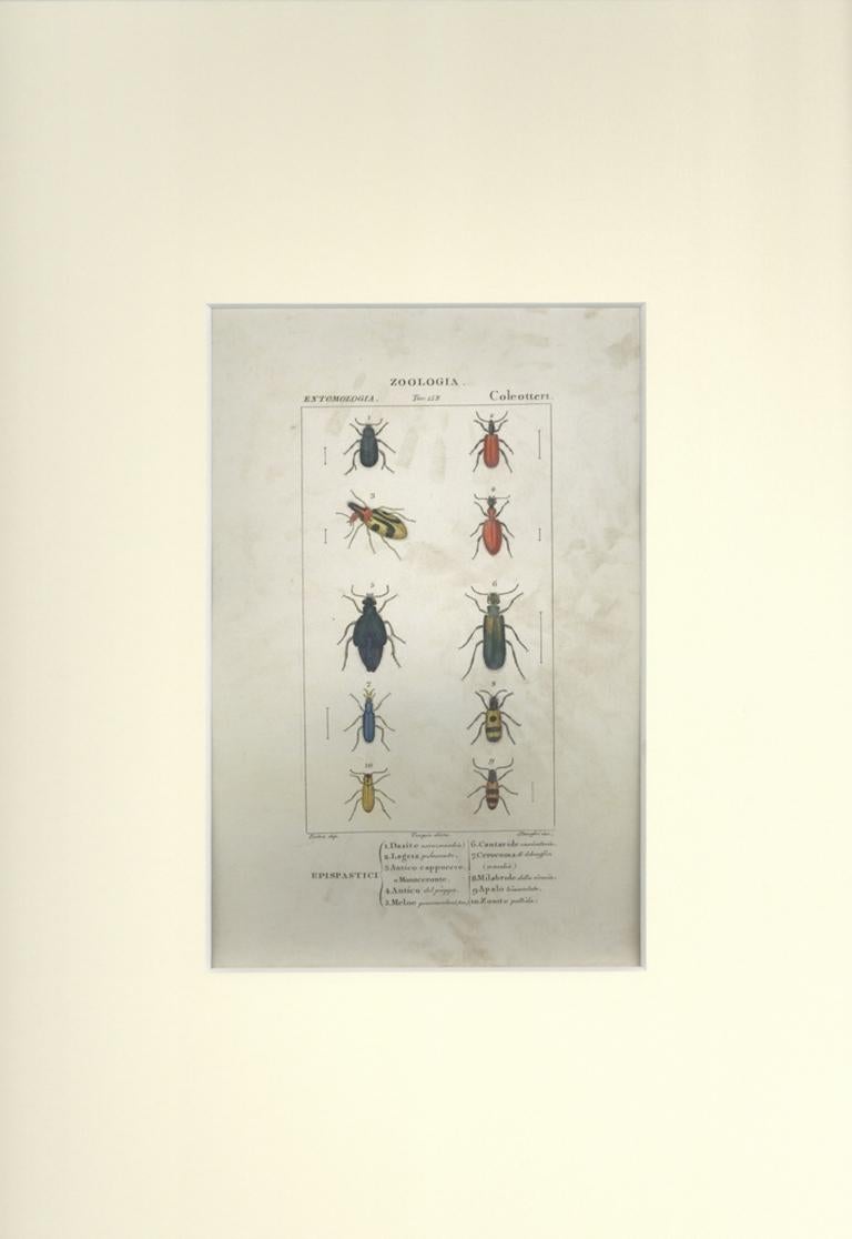 Coleoptera-Zoology plaque 153- gravure de Jean Francois Turpin-1831 - Print de TURPIN, P[ierre Jean Francois]