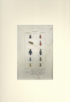 Coleoptera-Zoologie-Tafel 153- Radierung von Jean Francois Turpin-1831