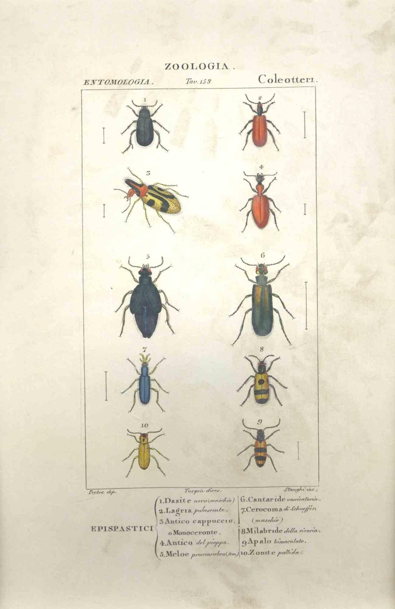 TURPIN, P[ierre Jean Francois] Animal Print - Coleoptera-Zoology-Plate 153- Etching by Jean Francois Turpin-1831