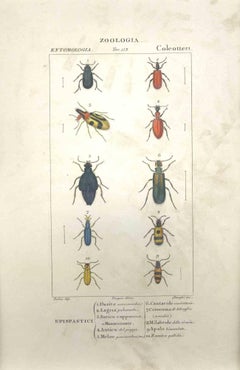 Coleoptera-Zoology-Plate 153- Etching by Jean Francois Turpin-1831
