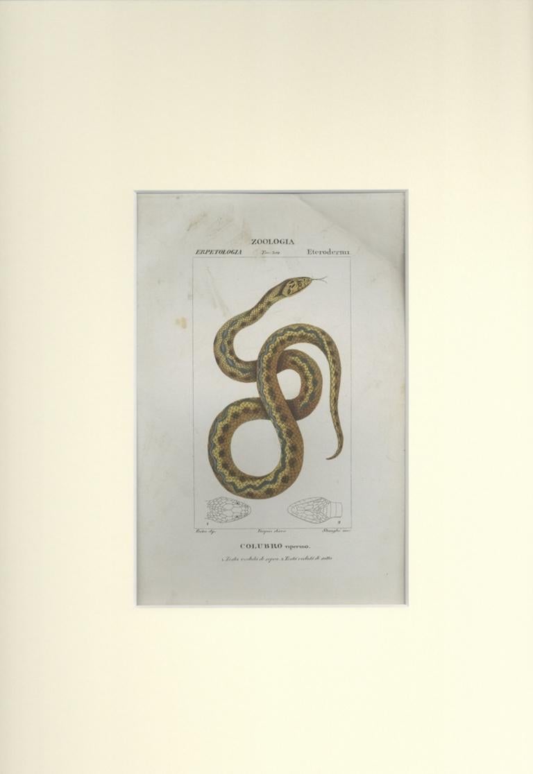 Colubro - Etching by Jean Francois Turpin-1831 - Print by TURPIN, P[ierre Jean Francois]