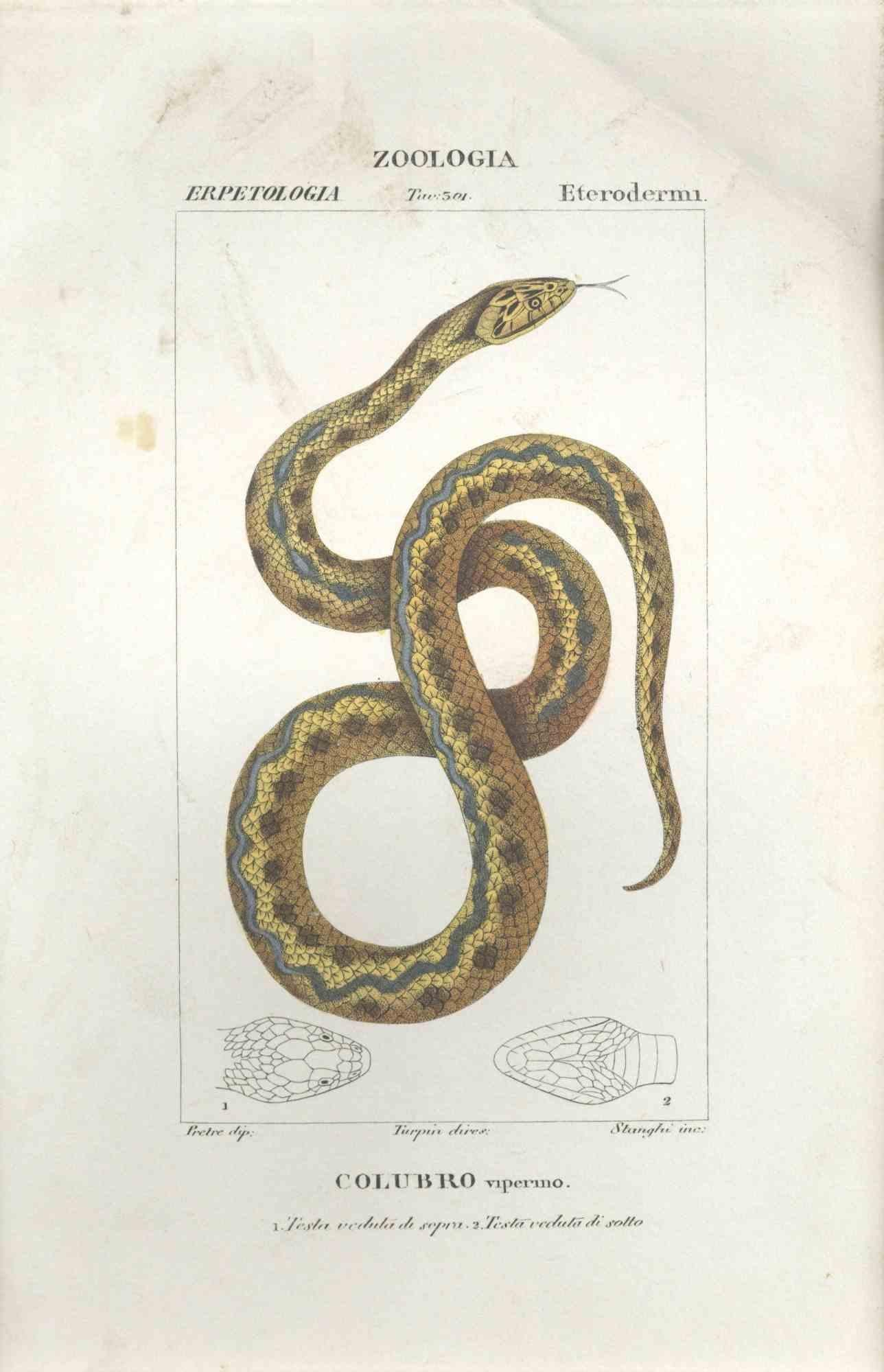 TURPIN, P[ierre Jean Francois] Animal Print - Colubro - Etching by Jean Francois Turpin-1831