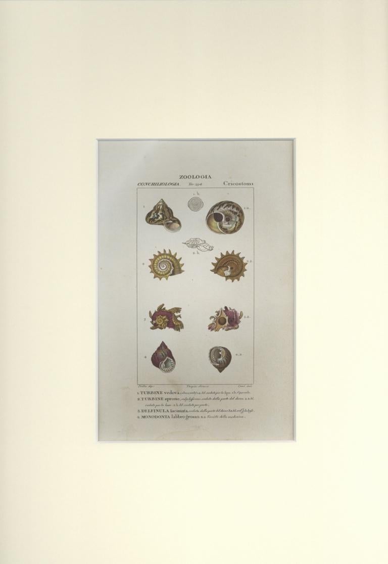 Cricostomi – Radierung von Jean Francois Turpin-1831 – Print von TURPIN, P[ierre Jean Francois]